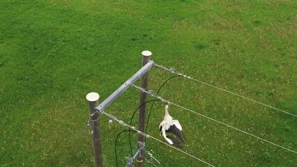 Avian protection needed to save birds from power line collisions, rising aerial