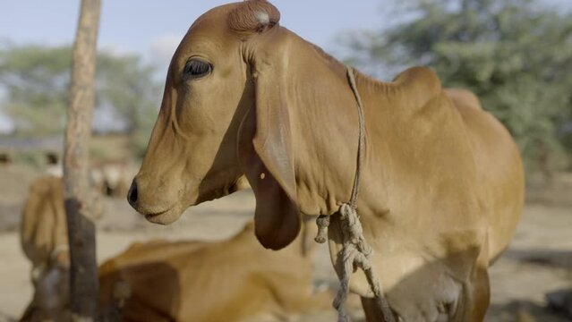 Close Up Of Brown Gyr Cattle With Long Pendulous Ears.