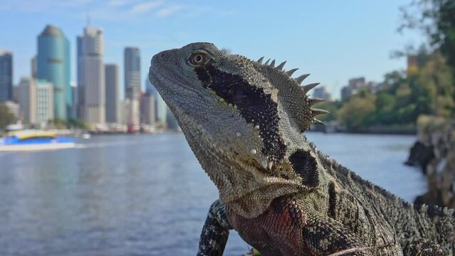 A water dragon on the banks of the river watches a city ferry go past