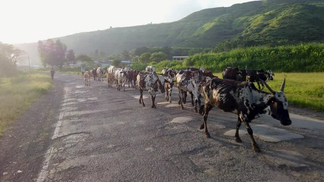 Drone Flying By Herd Of Bargur Cattle Walking On The Road In Nashik, India.