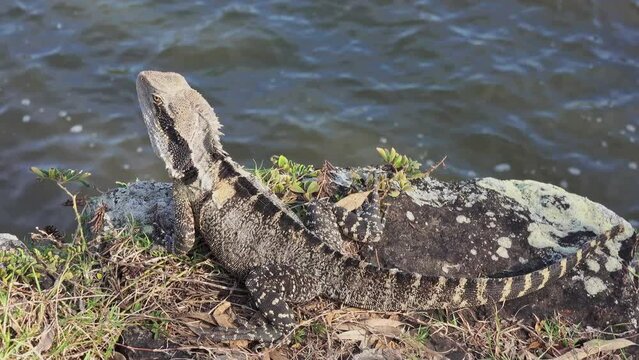 A statue like water dragon suns itself on the bank of a river