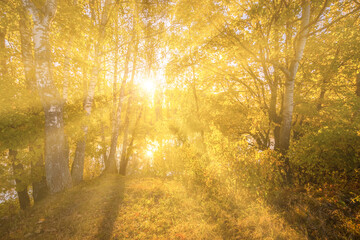 Fototapeta na wymiar Foggy dawn in a birch grove in autumn.