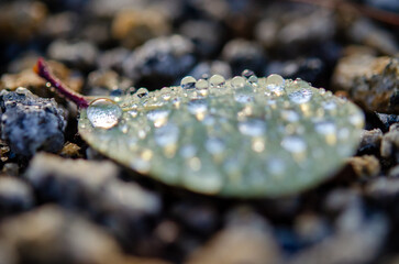 water on a leaf