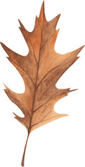 Autumn leaf watercolor illustration. Clipart element isolated on white background