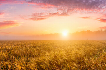 Fototapeta na wymiar Sunrise in an agricultural field with fog and golden rye covered with dew on an early summer morning.