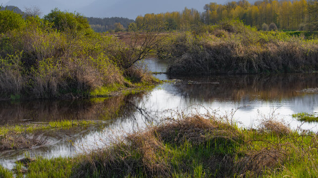 Cross section where a creek connects and flows in four directions. 