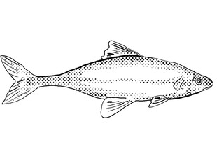 Cartoon style line drawing of a bonytail chub or bonytail or Gila elegans freshwater fish found in North America with halftone dots on isolated background in black and white.