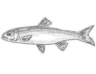 Cartoon style line drawing of a fallfish or Semotilus corporalis freshwater fish endemic to North America with halftone dots shading on isolated background in black and white.