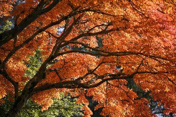 autumn leaves background