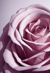 close-up of beautiful pink rose. 3d illustration
