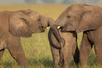 Cute and funny photo of two elephants holding another elephant by its tail. African wildlife on...
