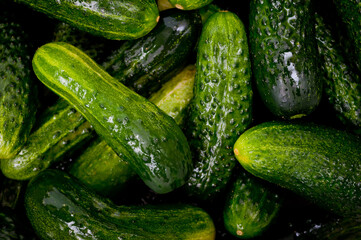 Fresh juicy clean cucumbers lying tightly next to each other. Preparing for conservation and salting.