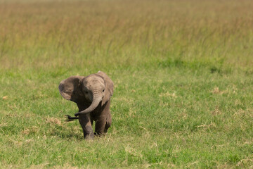 Cute baby elephant walking on its own in the green grass swaying his little trunk. Wildlife on safari in Masai Mara, Kenya