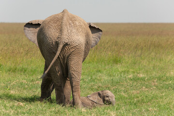 Cute photo of baby elephant lying on the grass next to its big mother behind. African wildlife seen...