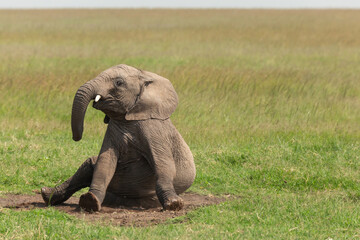 Naklejka na ściany i meble Funny photo of young African elephant sitting on the grass and staring at the camera. Wildlife of Masai Mara, Kenya