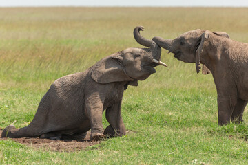 Naklejka na ściany i meble Funny photo of young elephants playing. One is sitting and laying down on the grass while they are pushing trunks. Wildlife having fun in the African savanna of Masai Mara