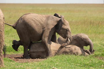 Naklejka na ściany i meble Funny photo of young elephants playing and sitting on top of each other. Family bonding in the African savanna of Masai Mara, Kenya