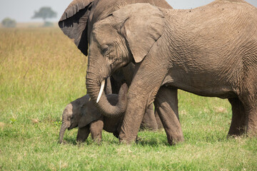 Mother elephant walking next to her baby in the African savanna of Masai Mara, Kenya
