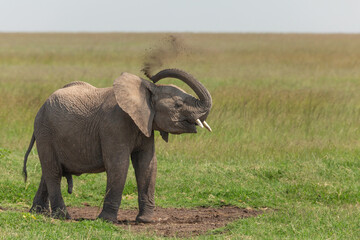 Naklejka na ściany i meble Young African elephant standing on the grass with his trunk up in the air and blowing sand for a dust bath. Wildlife of Masai Mara on a Kenyan safari