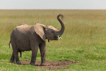 Obraz premium Young male African elephant standing on the grass with his trunk up in the air and blowing sand and dirt for a dust bath. Wildlife of Masai Mara on a Kenyan safar