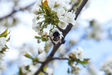 Bumblebee on white flower of sweet cherry tree. Collecting pollen and nectar to make sweet honey..