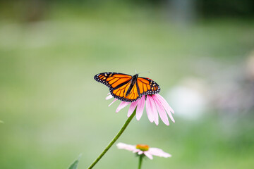 Monarch butterfly on a flower (Danaus plexippus). Monarch butterfly of Canada