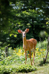 young deer in the forest