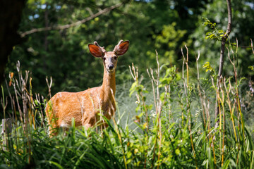 young deer in the forest