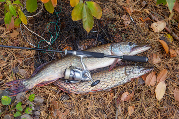 Freshwater pike fish. Big freshwater pike fish lies on keep net with fishery catch in it and...