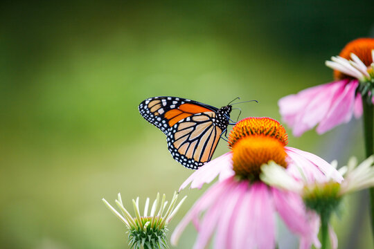 Monarch butterfly on a flower (Danaus plexippus). Monarch butterfly of Canada
