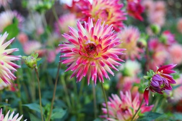 Dahlia flowers in the garden on green leaves background.