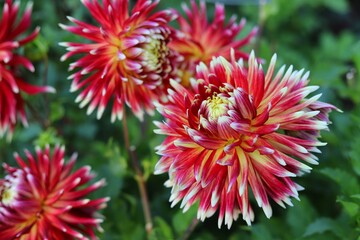 Dahlia flowers in the garden on green leaves background.