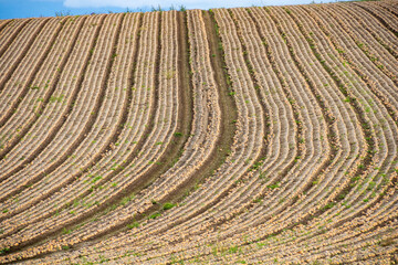 収穫前の玉ねぎ畑
