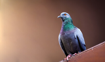 Portrait of a pigeon close up.