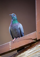 Portrait of a pigeon close up.