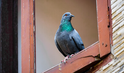 Portrait of a pigeon close up.