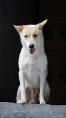 little and cute street dog image