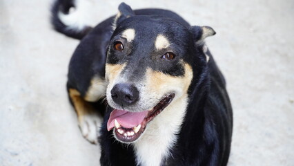 Close up face of street dog