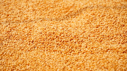 Indian golden Wheat (Gehu) background selective focus