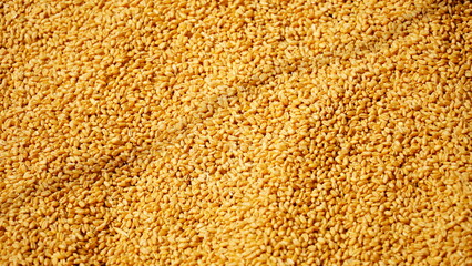 Indian golden Wheat (Gehu) background