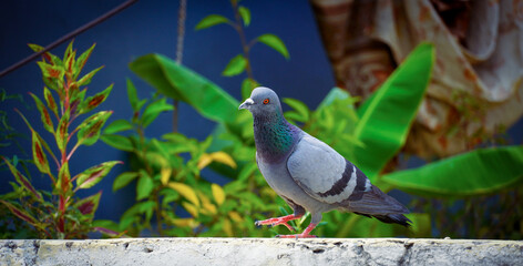 Portrait of a pigeon close up.