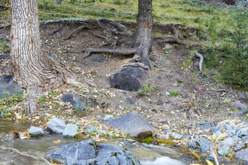 Trees with soil washed out at the roots on the bank of a mountain river. Picturesque place in the mountains, beautiful photo wallpaper.
