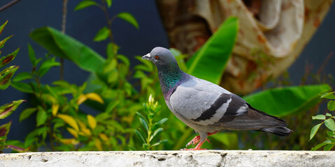 Portrait of a pigeon close up.
