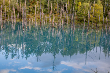 水面に映る緑の雑木林　美瑛町
