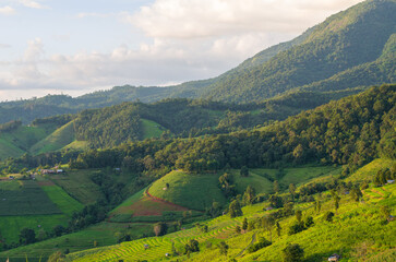 Landscapes rice terrace field at Pa Pong Piang village in Chiang Mai, Thailand