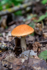 Single red boletus mushroom in the wild. Red boletus mushroom grows on the forest floor at autumn season..