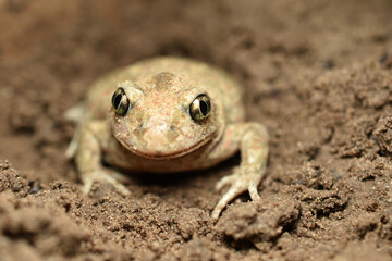 A frog hiding in a hole in the ground.