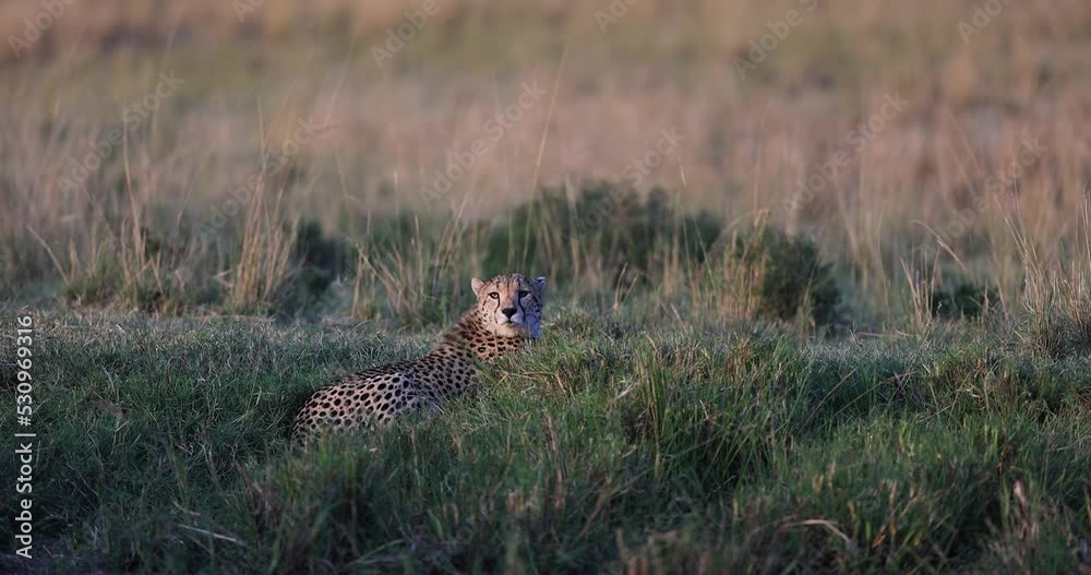 Canvas Prints a cheetah is resting in the savannah