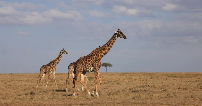 A giraffe family searches for food in the savannah