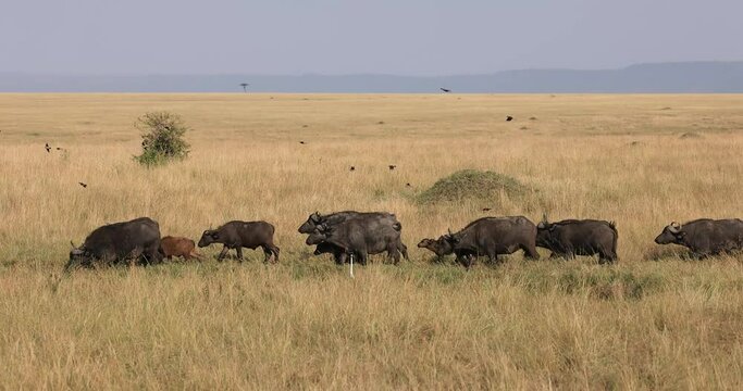 A buffalo family runs in the savannah